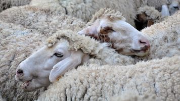 sheep-3417935_1280 sheep-3417935_1280